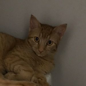 Meet your Posher, Abigail